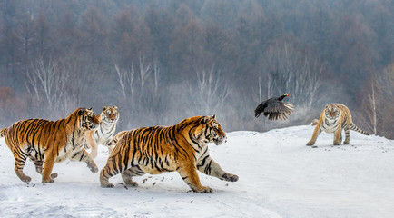 Siberian tigers in a snowy glade catch their prey. Very dynamic shot. China. Harbin. Mudanjiang...