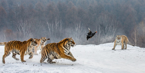 Fototapeta premium Syberyjskie tygrysy na śnieżnej polanie łapią swoją zdobycz. Bardzo dynamiczny strzał. Chiny. Harbin. Prowincja Mudanjiang. Park Hengdaohezi. Park Tygrysów Syberyjskich. Zimowy. Twardy mróz. (Panthera tgris altaica)