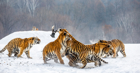 Fototapeta na wymiar Siberian tigers in a snowy glade catch their prey. Very dynamic shot. China. Harbin. Mudanjiang province. Hengdaohezi park. Siberian Tiger Park. Winter. Hard frost. (Panthera tgris altaica)