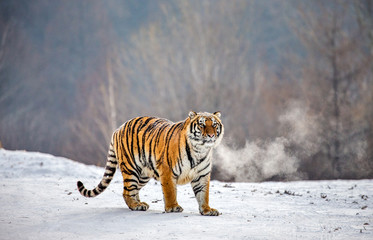 Siberian tiger is standing on a snowy glade. China. Harbin. Mudanjiang province. Hengdaohezi park. Siberian Tiger Park. Winter. Hard frost. (Panthera tgris altaica)