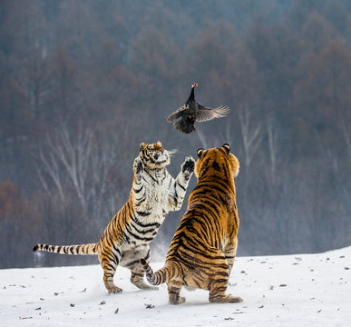 Siberian tigers in a snowy glade catch their prey. Very dynamic shot. China. Harbin. Mudanjiang province. Hengdaohezi park. Siberian Tiger Park. Winter. Hard frost. (Panthera tgris altaica)