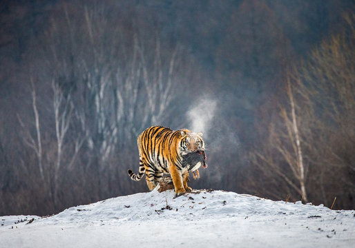 Siberian tiger stands in a snowy glade with prey. China. Harbin. Mudanjiang province. Hengdaohezi park. Siberian Tiger Park. Winter. Hard frost. (Panthera tgris altaica)