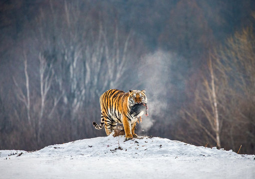 Siberian tiger stands in a snowy glade with prey. China. Harbin. Mudanjiang province. Hengdaohezi park. Siberian Tiger Park. Winter. Hard frost. (Panthera tgris altaica)