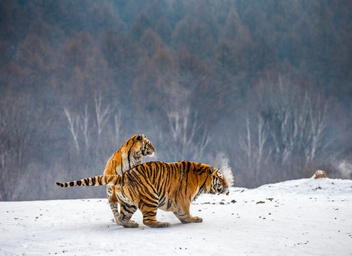 Siberian tigers in a snowy glade catch their prey. Very dynamic shot. China. Harbin. Mudanjiang province. Hengdaohezi park. Siberian Tiger Park. Winter. Hard frost. (Panthera tgris altaica)