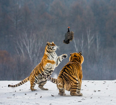 Fototapeta Siberian tigers in a snowy glade catch their prey. Very dynamic shot. China. Harbin. Mudanjiang province. Hengdaohezi park. Siberian Tiger Park. Winter. Hard frost. (Panthera tgris altaica)