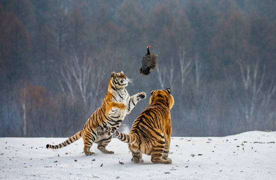 Siberian tigers in a snowy glade catch their prey. Very dynamic shot. China. Harbin. Mudanjiang province. Hengdaohezi park. Siberian Tiger Park. Winter. Hard frost. (Panthera tgris altaica)