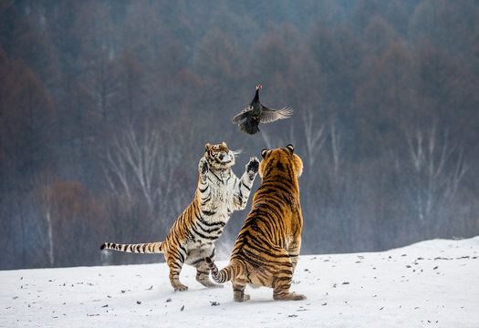 Siberian tigers in a snowy glade catch their prey. Very dynamic shot. China. Harbin. Mudanjiang province. Hengdaohezi park. Siberian Tiger Park. Winter. Hard frost. (Panthera tgris altaica)
