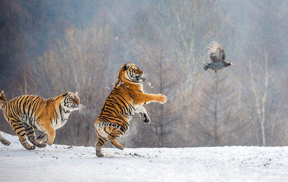 Siberian tigers in a snowy glade catch their prey. Very dynamic shot. China. Harbin. Mudanjiang province. Hengdaohezi park. Siberian Tiger Park. Winter. Hard frost. (Panthera tgris altaica)