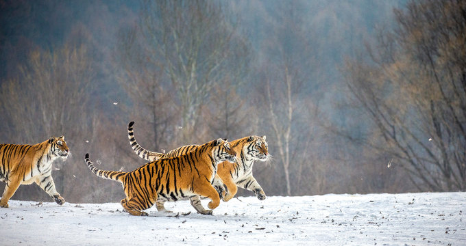Siberian tigers in a snowy glade catch their prey. Very dynamic shot. China. Harbin. Mudanjiang province. Hengdaohezi park. Siberian Tiger Park. Winter. Hard frost. (Panthera tgris altaica)