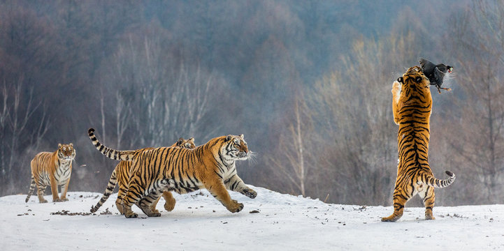 Siberian tigers in a snowy glade catch their prey. Very dynamic shot. China. Harbin. Mudanjiang province. Hengdaohezi park. Siberian Tiger Park. Winter. Hard frost. (Panthera tgris altaica)