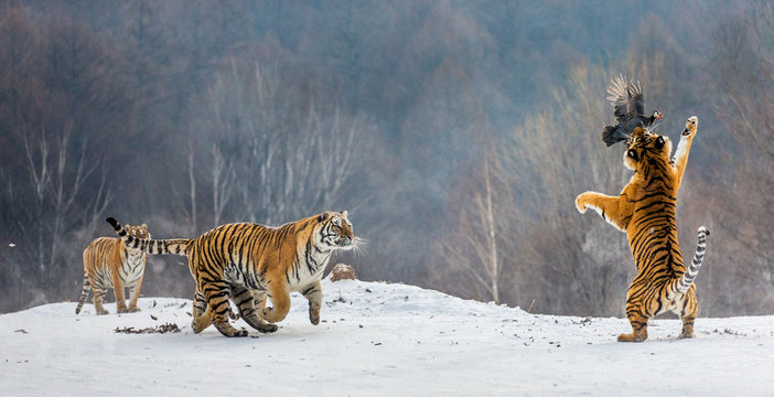 Siberian tigers in a snowy glade catch their prey. Very dynamic shot. China. Harbin. Mudanjiang province. Hengdaohezi park. Siberian Tiger Park. Winter. Hard frost. (Panthera tgris altaica)