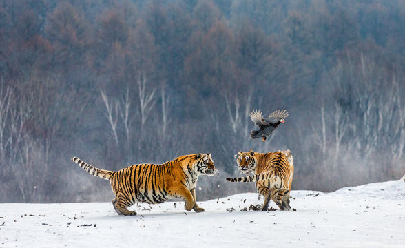 Siberian tigers in a snowy glade catch their prey. Very dynamic shot. China. Harbin. Mudanjiang province. Hengdaohezi park. Siberian Tiger Park. Winter. Hard frost. (Panthera tgris altaica)
