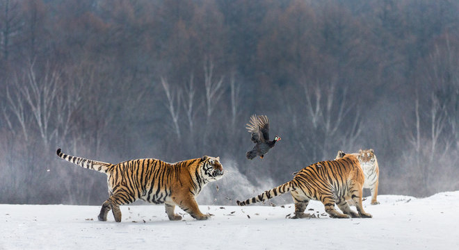 Siberian tigers in a snowy glade catch their prey. Very dynamic shot. China. Harbin. Mudanjiang province. Hengdaohezi park. Siberian Tiger Park. Winter. Hard frost. (Panthera tgris altaica)