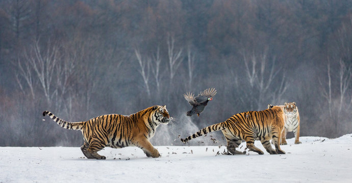 Siberian tigers in a snowy glade catch their prey. Very dynamic shot. China. Harbin. Mudanjiang province. Hengdaohezi park. Siberian Tiger Park. Winter. Hard frost. (Panthera tgris altaica)