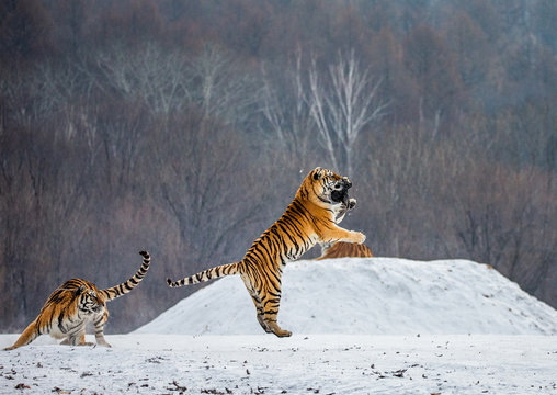 Siberian tiger in a jump catches its prey. Very dynamic shot. China. Harbin. Mudanjiang province. Hengdaohezi park. Siberian Tiger Park. Winter. Hard frost. (Panthera tgris altaica)