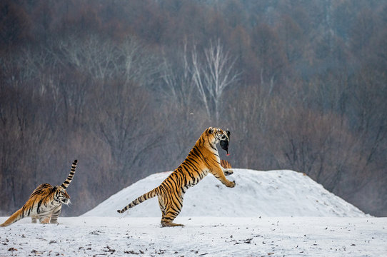 Siberian tiger in a jump catches its prey. Very dynamic shot. China. Harbin. Mudanjiang province. Hengdaohezi park. Siberian Tiger Park. Winter. Hard frost. (Panthera tgris altaica)