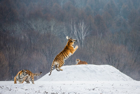 Siberian tiger in a jump catches its prey. Very dynamic shot. China. Harbin. Mudanjiang province. Hengdaohezi park. Siberian Tiger Park. Winter. Hard frost. (Panthera tgris altaica)
