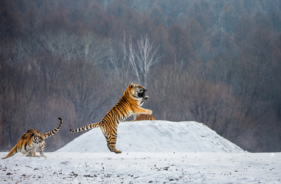 Siberian tiger in a jump catches its prey. Very dynamic shot. China. Harbin. Mudanjiang province. Hengdaohezi park. Siberian Tiger Park. Winter. Hard frost. (Panthera tgris altaica)