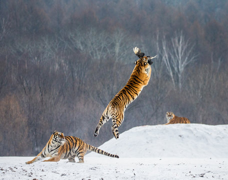 Fototapeta Siberian tiger in a jump catches its prey. Very dynamic shot. China. Harbin. Mudanjiang province. Hengdaohezi park. Siberian Tiger Park. Winter. Hard frost. (Panthera tgris altaica)