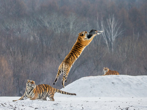 Siberian tiger in a jump catches its prey. Very dynamic shot. China. Harbin. Mudanjiang province. Hengdaohezi park. Siberian Tiger Park. Winter. Hard frost. (Panthera tgris altaica)