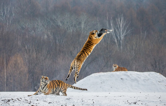 Siberian tiger in a jump catches its prey. Very dynamic shot. China. Harbin. Mudanjiang province. Hengdaohezi park. Siberian Tiger Park. Winter. Hard frost. (Panthera tgris altaica)