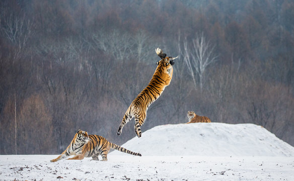Siberian tiger in a jump catches its prey. Very dynamic shot. China. Harbin. Mudanjiang province. Hengdaohezi park. Siberian Tiger Park. Winter. Hard frost. (Panthera tgris altaica)
