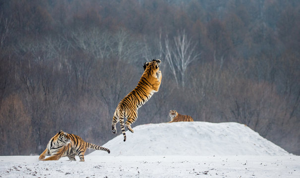 Siberian tiger in a jump catches its prey. Very dynamic shot. China. Harbin. Mudanjiang province. Hengdaohezi park. Siberian Tiger Park. Winter. Hard frost. (Panthera tgris altaica)