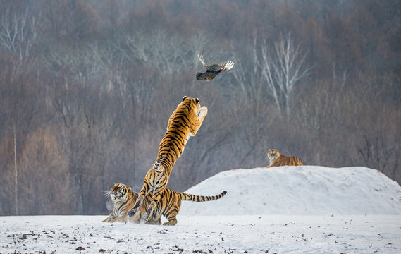 Siberian tiger in a jump catches its prey. Very dynamic shot. China. Harbin. Mudanjiang province. Hengdaohezi park. Siberian Tiger Park. Winter. Hard frost. (Panthera tgris altaica)