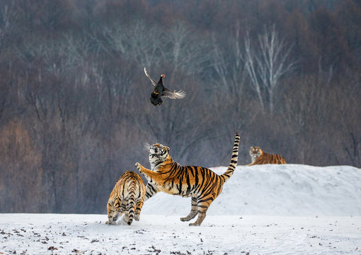 Siberian tiger in a jump catches its prey. Very dynamic shot. China. Harbin. Mudanjiang province. Hengdaohezi park. Siberian Tiger Park. Winter. Hard frost. (Panthera tgris altaica)