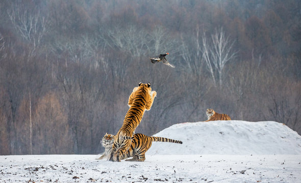 Siberian tiger in a jump catches its prey. Very dynamic shot. China. Harbin. Mudanjiang province. Hengdaohezi park. Siberian Tiger Park. Winter. Hard frost. (Panthera tgris altaica)