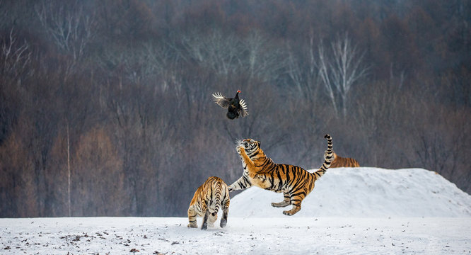 Siberian tiger in a jump catches its prey. Very dynamic shot. China. Harbin. Mudanjiang province. Hengdaohezi park. Siberian Tiger Park. Winter. Hard frost. (Panthera tgris altaica)