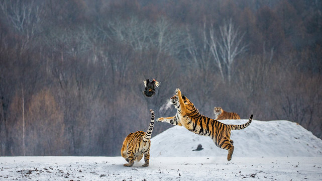 Siberian tiger in a jump catches its prey. Very dynamic shot. China. Harbin. Mudanjiang province. Hengdaohezi park. Siberian Tiger Park. Winter. Hard frost. (Panthera tgris altaica)