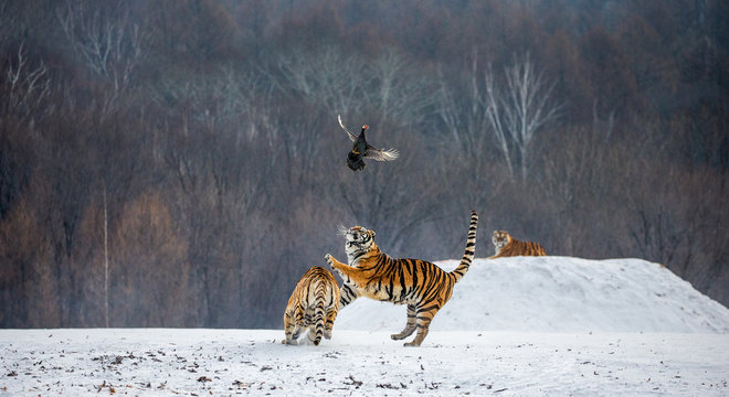 Siberian tiger in a jump catches its prey. Very dynamic shot. China. Harbin. Mudanjiang province. Hengdaohezi park. Siberian Tiger Park. Winter. Hard frost. (Panthera tgris altaica)