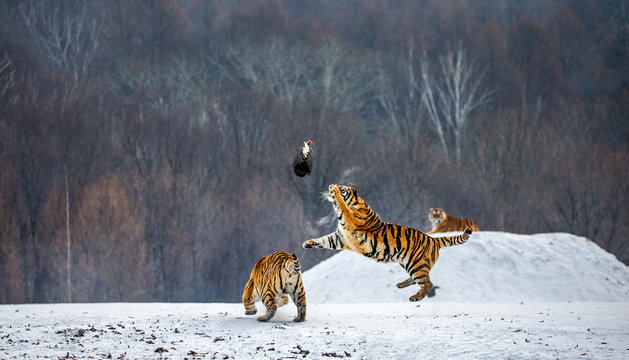 Siberian tiger in a jump catches its prey. Very dynamic shot. China. Harbin. Mudanjiang province. Hengdaohezi park. Siberian Tiger Park. Winter. Hard frost. (Panthera tgris altaica)
