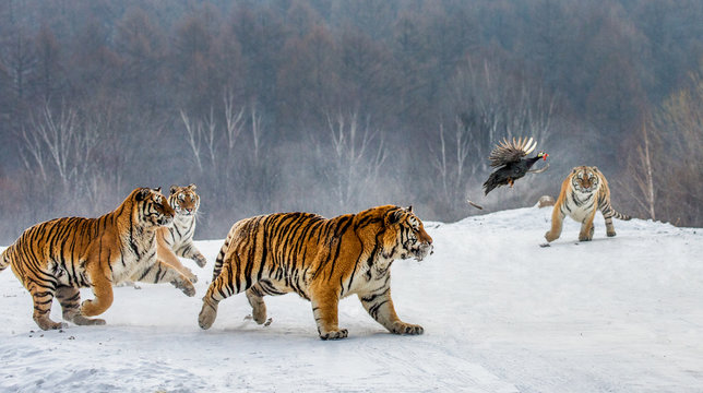 Siberian tigers in a snowy glade catch their prey. Very dynamic shot. China. Harbin. Mudanjiang province. Hengdaohezi park. Siberian Tiger Park. Winter. Hard frost. (Panthera tgris altaica)