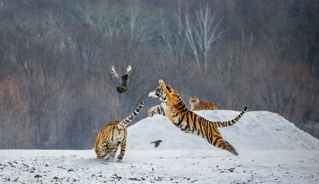 Siberian tiger in a jump catches its prey. Very dynamic shot. China. Harbin. Mudanjiang province. Hengdaohezi park. Siberian Tiger Park. Winter. Hard frost. (Panthera tgris altaica)