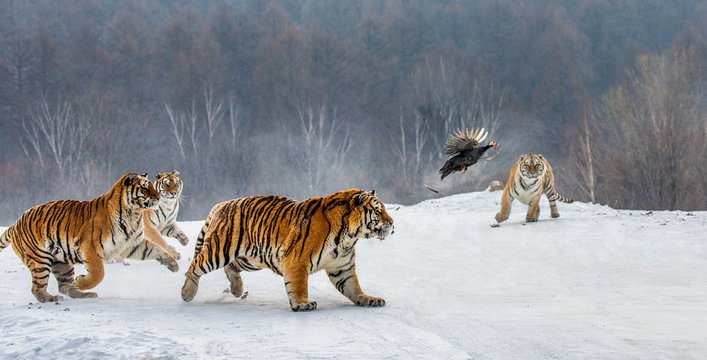 Siberian tigers in a snowy glade catch their prey. Very dynamic shot. China. Harbin. Mudanjiang province. Hengdaohezi park. Siberian Tiger Park. Winter. Hard frost. (Panthera tgris altaica)