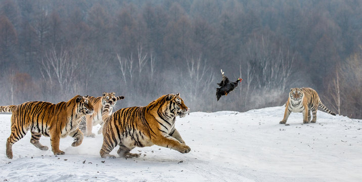 Siberian tigers in a snowy glade catch their prey. Very dynamic shot. China. Harbin. Mudanjiang province. Hengdaohezi park. Siberian Tiger Park. Winter. Hard frost. (Panthera tgris altaica)