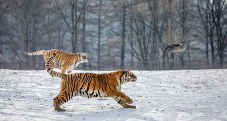 Siberian Tiger running in the snow and catch their prey. Very dynamic photo. China. Harbin. Mudanjiang province. Hengdaohezi park. Siberian Tiger Park. Winter. Hard frost. (Panthera tgris altaica)