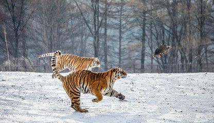 Fototapeta na wymiar Siberian Tiger running in the snow and catch their prey. Very dynamic photo. China. Harbin. Mudanjiang province. Hengdaohezi park. Siberian Tiger Park. Winter. Hard frost. (Panthera tgris altaica)