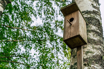 A Closeup of the Birdhouse on a Birch Tree on Early Sunny Spring Day