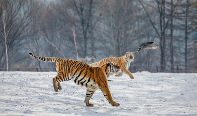 Obraz na płótnie Canvas Siberian Tiger running in the snow and catch their prey. Very dynamic photo. China. Harbin. Mudanjiang province. Hengdaohezi park. Siberian Tiger Park. Winter. Hard frost. (Panthera tgris altaica)