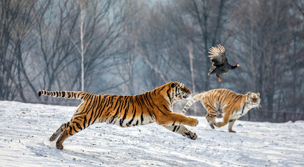 Siberian Tiger running in the snow and catch their prey. Very dynamic photo. China. Harbin. Mudanjiang province. Hengdaohezi park. Siberian Tiger Park. Winter. Hard frost. (Panthera tgris altaica)
