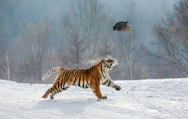Naklejka premium Tygrys syberyjski biegnie w śniegu i łapie ich zdobycz. Bardzo dynamiczne zdjęcie. Chiny. Harbin. Prowincja Mudanjiang. Park Hengdaohezi. Park Tygrysów Syberyjskich. Zimowy. Twardy mróz. (Panthera tgris altaica)