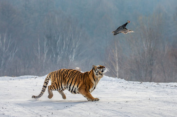 Siberian Tiger running in the snow and catch their prey. Very dynamic photo. China. Harbin....