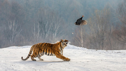 Siberian Tiger running in the snow and catch their prey. Very dynamic photo. China. Harbin....