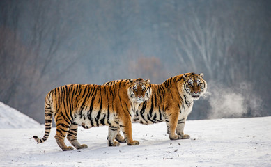 Pair of Siberian tigers in a snowy glade. China. Harbin. Mudanjiang province. Hengdaohezi park....