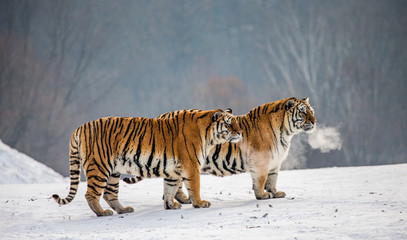 Paire de tigres de Sibérie dans une clairière enneigée. Chine. Harbin. province de Mudanjiang. Parc Hengdaohezi. Parc du Tigre de Sibérie. L& 39 hiver. Gelée dure. (Panthera tgris altaica)