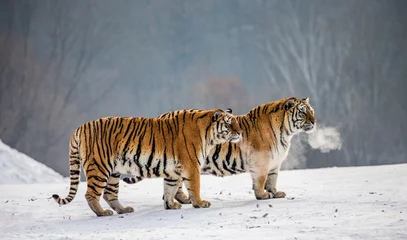 Papier Peint photo autocollant Tigre Paire de tigres de Sibérie dans une clairière enneigée. Chine. Harbin. province de Mudanjiang. Parc Hengdaohezi. Parc du Tigre de Sibérie. L& 39 hiver. Gelée dure. (Panthera tgris altaica)