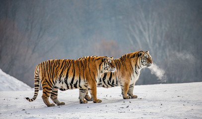 Fototapeta premium Para tygrysów syberyjskich na zaśnieżonej polanie. Chiny. Harbin. Prowincja Mudanjiang. Park Hengdaohezi. Park Tygrysów Syberyjskich. Zimowy. Twardy mróz. (Panthera tgris altaica)